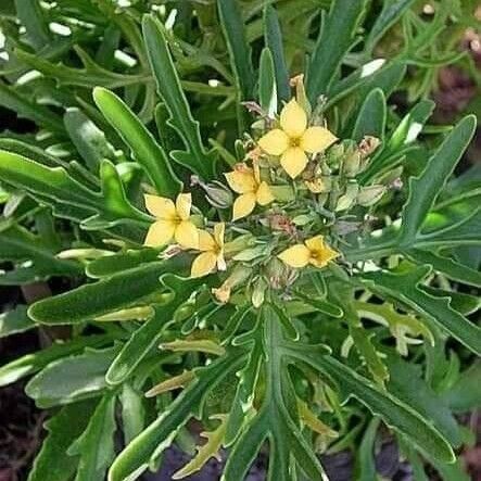 Kalanchoe laciniata Fleur