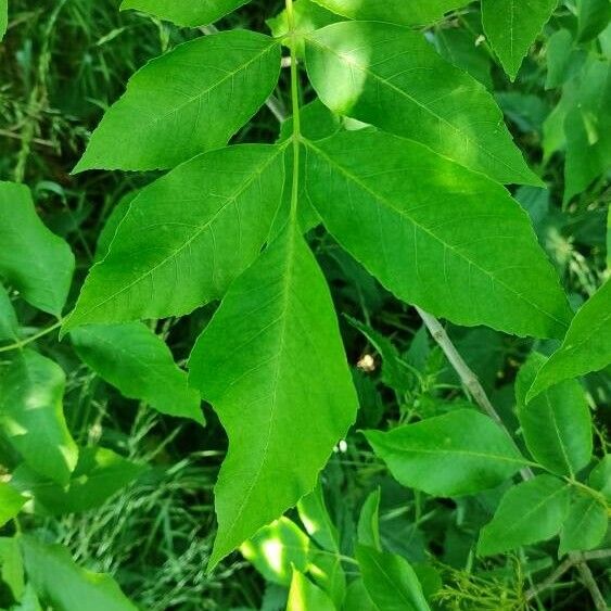 Fraxinus pennsylvanica Blatt