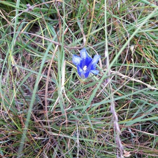 Gentiana pneumonanthe Λουλούδι