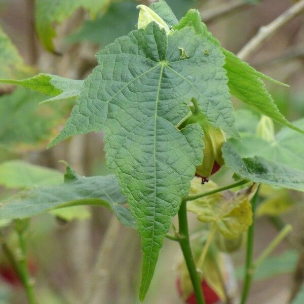 Abutilon striatum Leaf