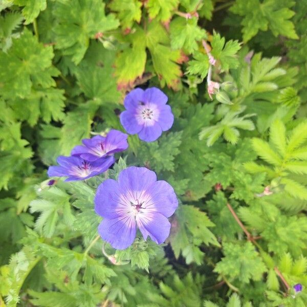 Geranium platypetalum Kvet