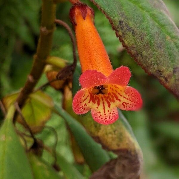 Kohleria hirsuta Листок