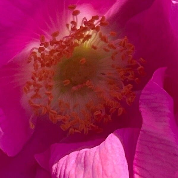 Rosa rugosa Blomst