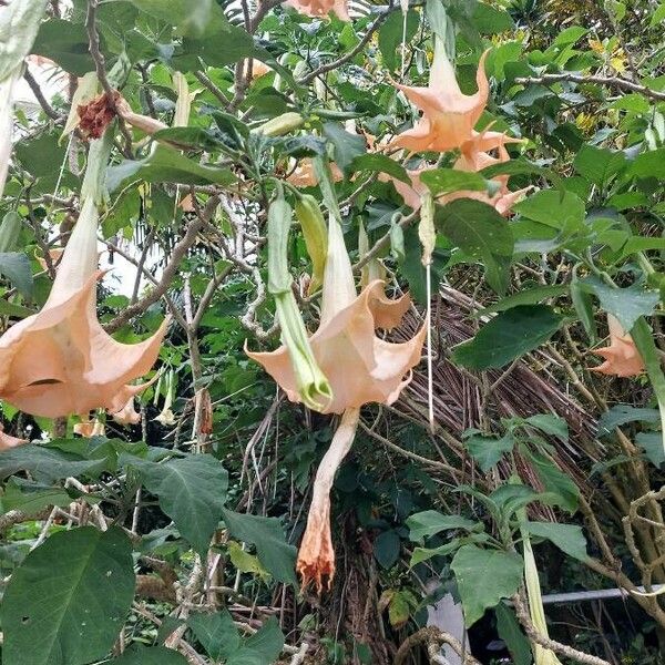 Brugmansia suaveolens Flors