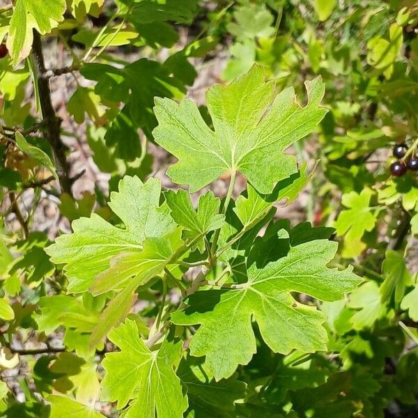 Ribes aureum Fulla