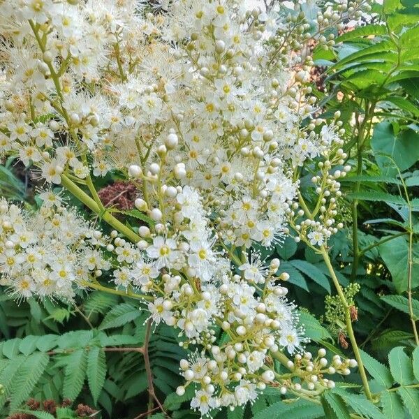 Sorbaria kirilowii Flower