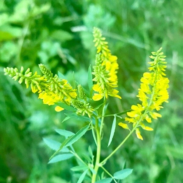 Melilotus officinalis Cvet