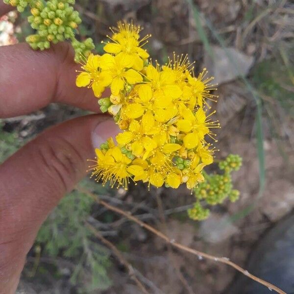 Hypericum empetrifolium 花