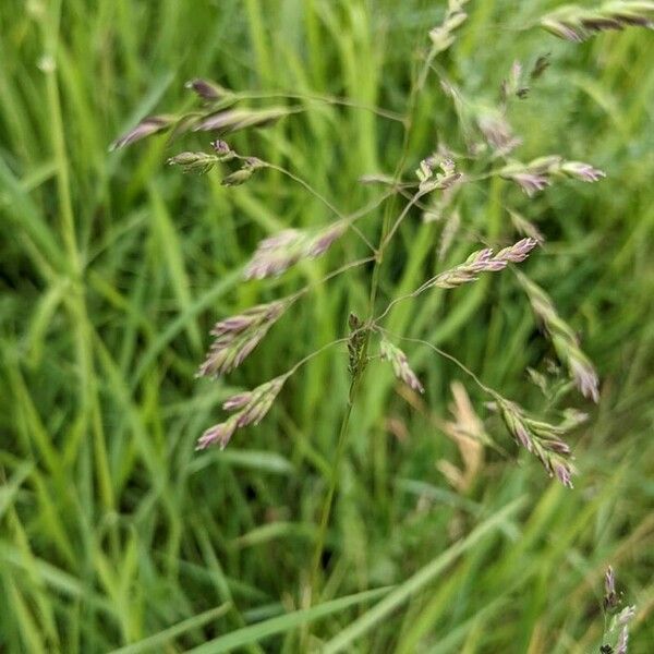 Poa pratensis Žiedas