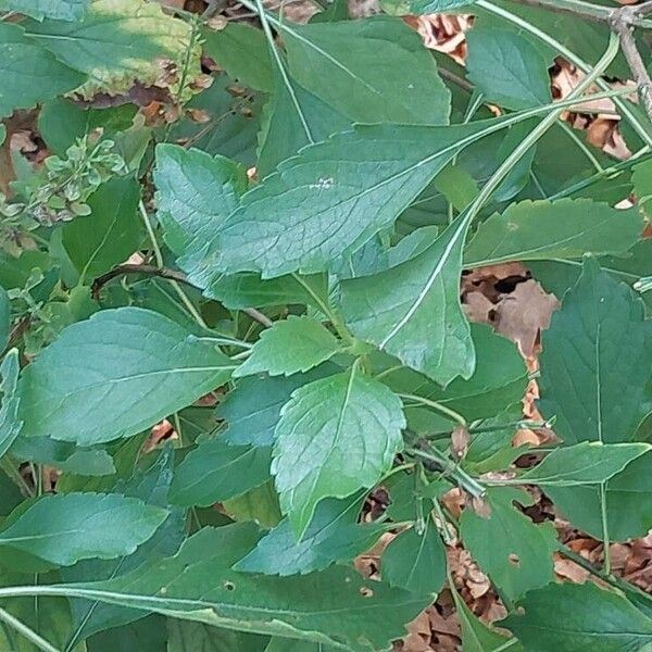 Ocimum gratissimum Blad