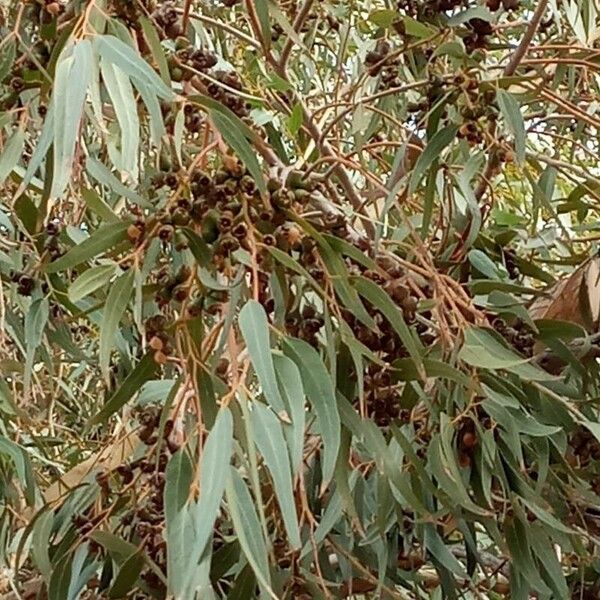 Eucalyptus camaldulensis Vili