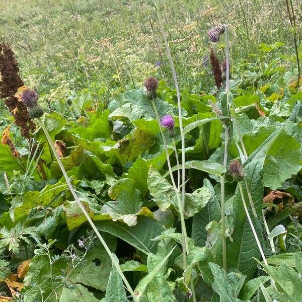 Cirsium heterophyllum Habit