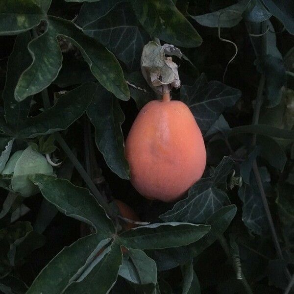 Passiflora caerulea Fruchs