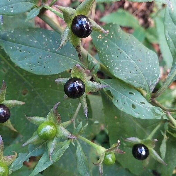 Atropa bella-donna Fruitua