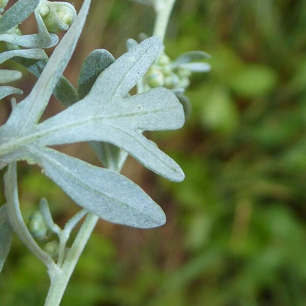 Artemisia absinthium Liść