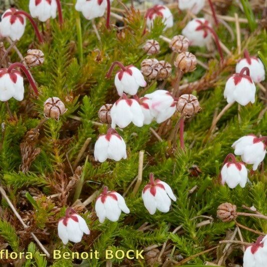 Cassiope hypnoides Агульны выгляд