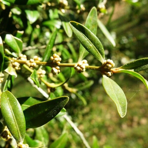 Buxus sempervirens Diğer