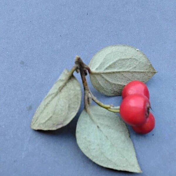 Cotoneaster integerrimus Fuelha