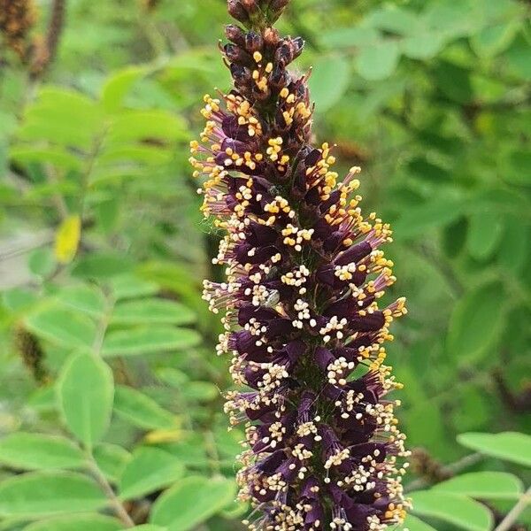 Amorpha fruticosa Λουλούδι