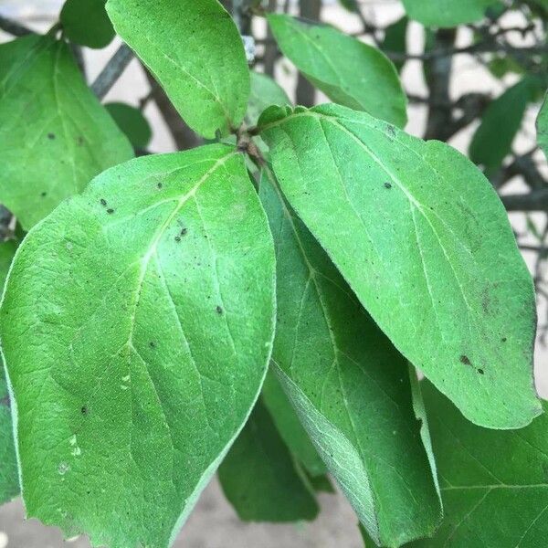 Ehretia amoena 葉