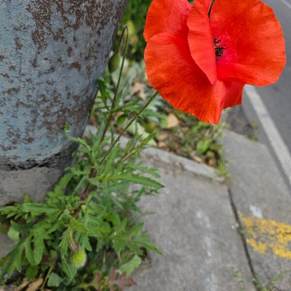 Papaver setiferum Hábitos