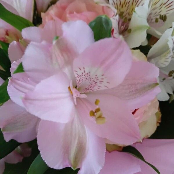 Alstroemeria ligtu Flower