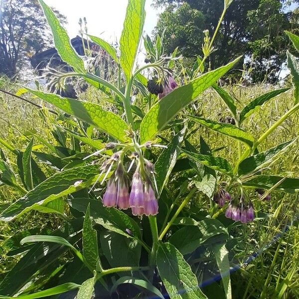 Symphytum officinale Cvet