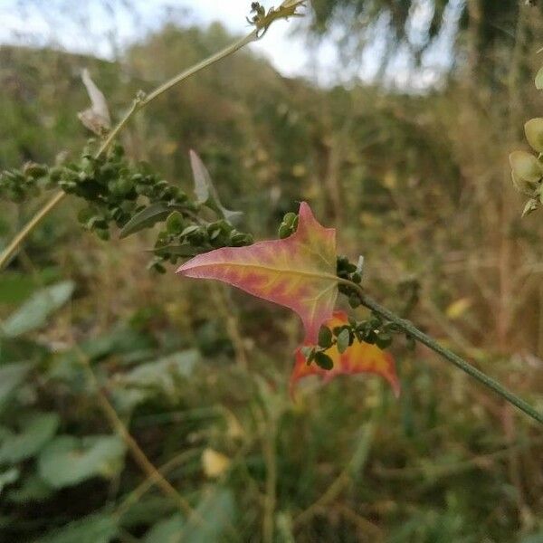 Atriplex micrantha Hoja