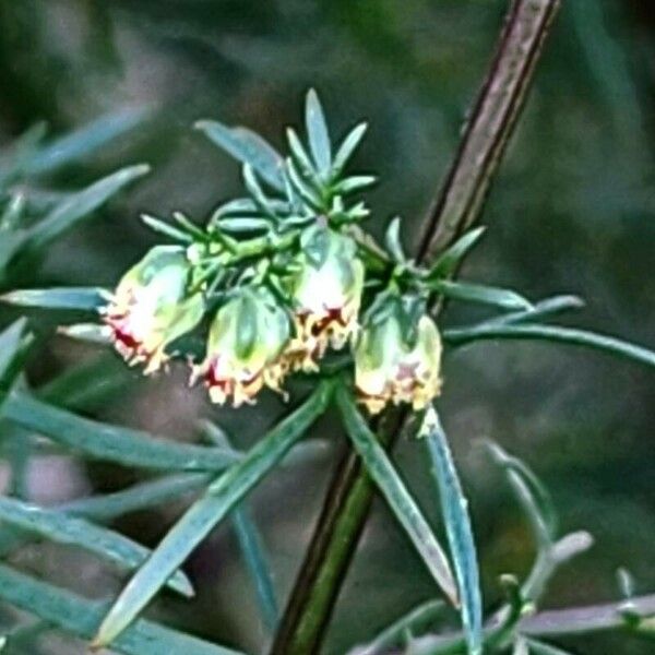 Artemisia scoparia Flors