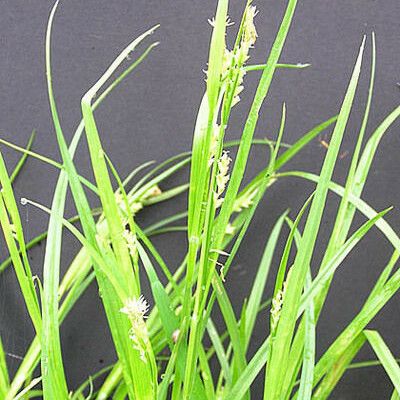 Carex blanda Fruit