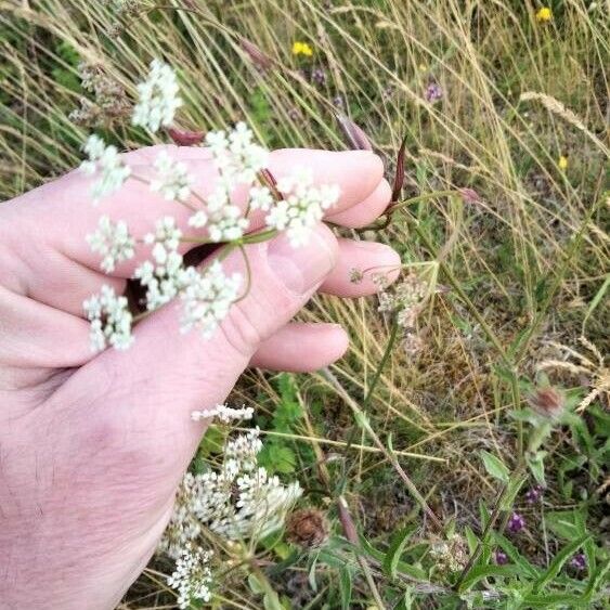 Pimpinella saxifraga Cvet