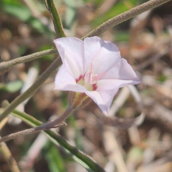 Convolvulus sagittatus Flower