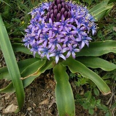 Scilla peruviana 葉