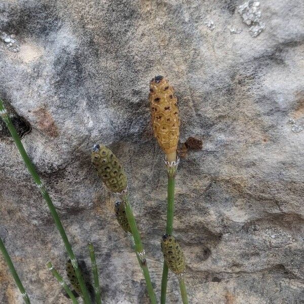 Equisetum ramosissimum Кветка