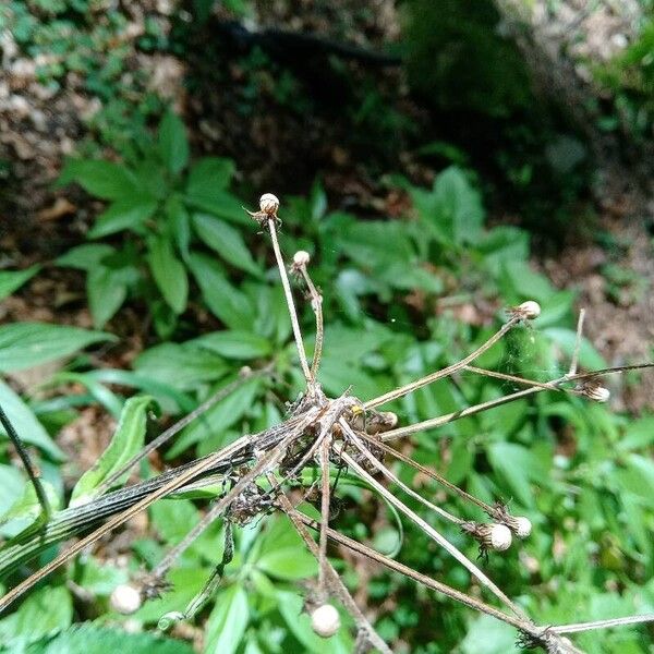 Tephroseris longifolia 花