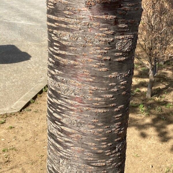 Prunus campanulata Bark