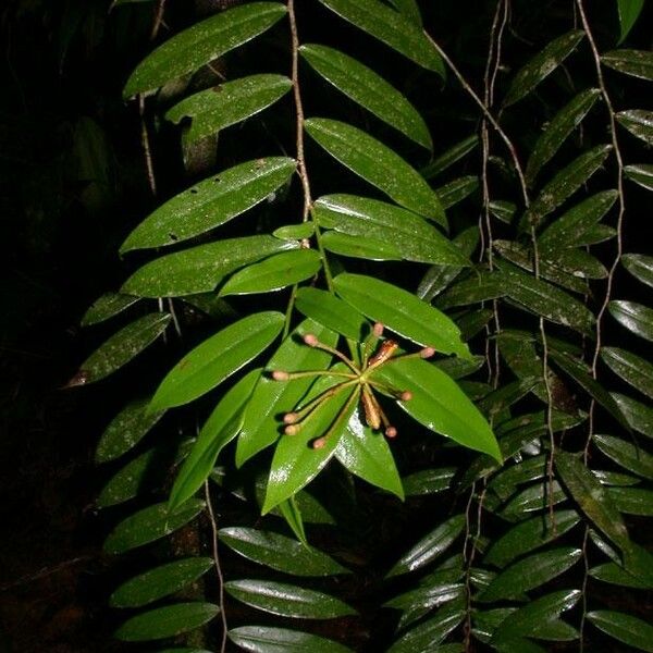 Marcgravia brownei Leaf
