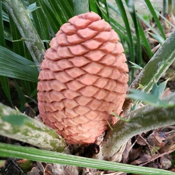 Encephalartos ferox Arall