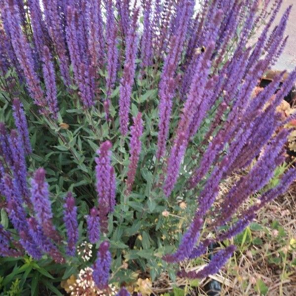 Salvia nemorosa Flower