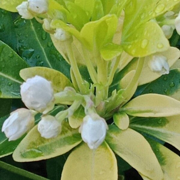 Choisya ternata Flower