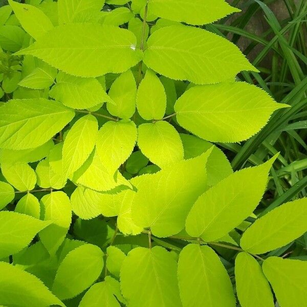 Aralia cordata Leaf