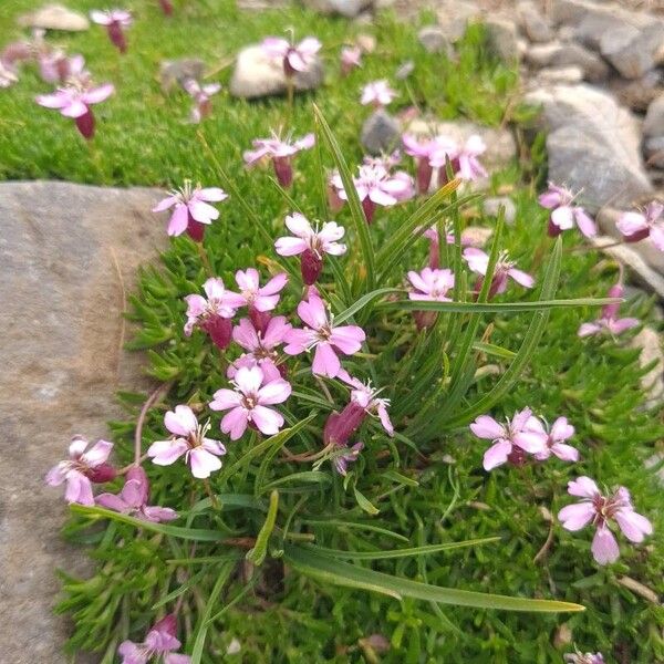 Silene acaulis Blodyn