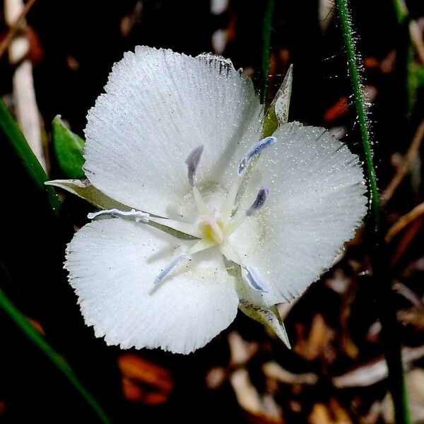 Calochortus minimus Kukka