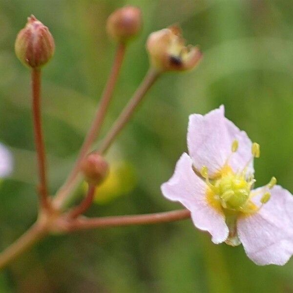 Alisma plantago-aquatica Flower