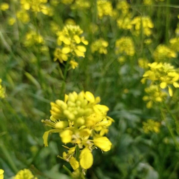 Rapistrum rugosum Flor