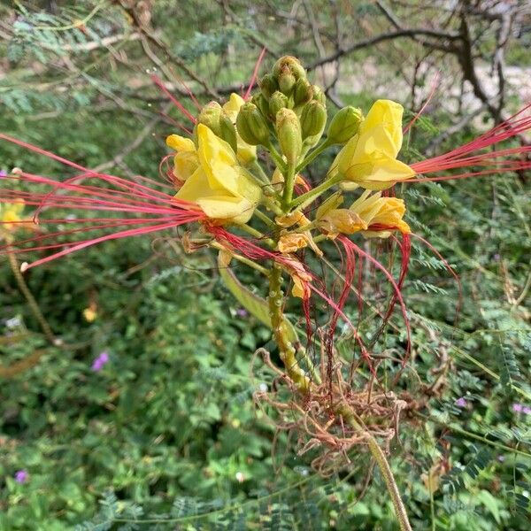 Erythrostemon gilliesii Kukka