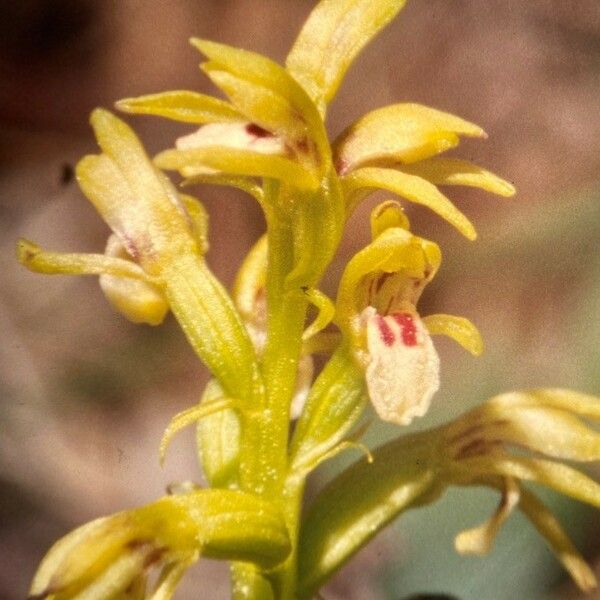 Corallorhiza trifida Kvet