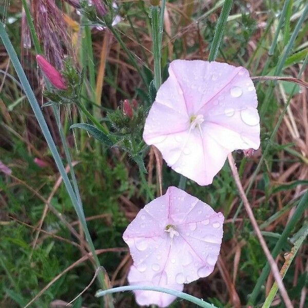 Convolvulus cantabrica 花