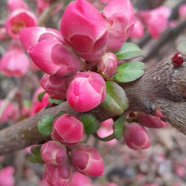 Chaenomeles speciosa Квітка