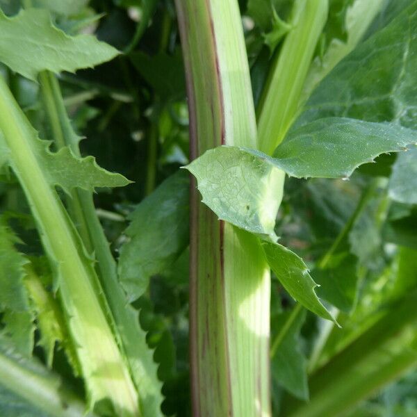 Sonchus oleraceus Bark